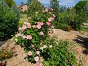 Amiga Mia rose photo
