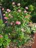 Amiga Mia rose photo