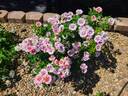 Easy On the Eyes rose photo
