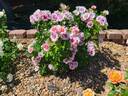 Easy On the Eyes rose photo