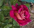Cherries rose photo