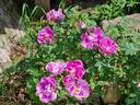 Peter Boyd rose photo