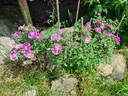 Peter Boyd rose photo