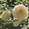 Cloud 10 rose photo