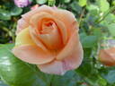 Bengali rose photo