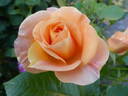 Bengali rose photo