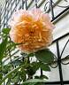 The Impressionist ™ rose photo
