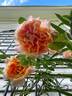 The Impressionist ™ rose photo