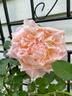 The Impressionist ™ rose photo
