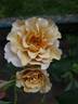 Eventail d'Or rose photo