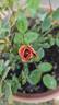 Teddy Bear ™ rose photo