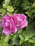 Earth Song rose photo