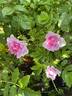 Double Chestnut Rose rose photo