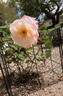 Pat Henry rose photo