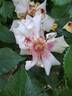 Rise Up™ Ringo ® rose photo