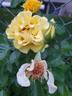 Rise Up™ Ringo ® rose photo