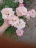 Pinkerbelle™ rose photo