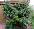 Erinnerung an Brod rose photo
