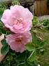 Céleste rose photo