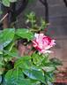 Julio Iglesias ® rose photo
