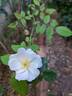 Moonlight rose photo