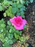 Keepsake rose photo