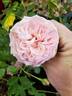 Precious Dream rose photo