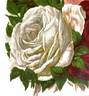 Marie Lambert rose photo