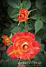 Tiddly Winks ™ rose photo