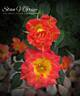 Tiddly Winks ™ rose photo