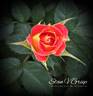 Tiddly Winks ™ rose photo