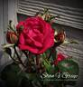 Double Knock Out rose photo