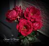Double Knock Out rose photo