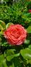 Marie Caroline ® rose photo