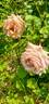 Honey Dijon ™ rose photo