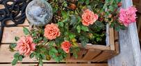 Teddy Bear ™ rose photo