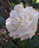 Pierre Arditi rose photo