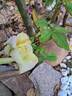 Sweet Eureka rose photo