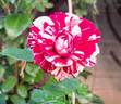 Julio Iglesias ® rose photo