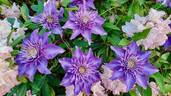 Multi Blue clematis photo