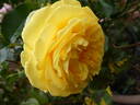Inka rose photo