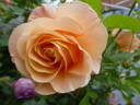 Bengali rose photo