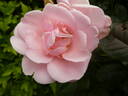 Astrid Lindgren rose photo