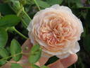 Leander rose photo