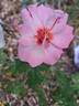 Alissar, Princess of Phoenicia rose photo