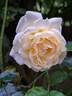 Covent Garden rose photo