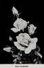 Anne Vanderbilt rose photo