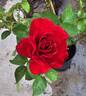 Preference ™ rose photo