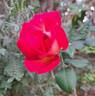 Yvette Horner rose photo