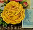 Medea rose photo